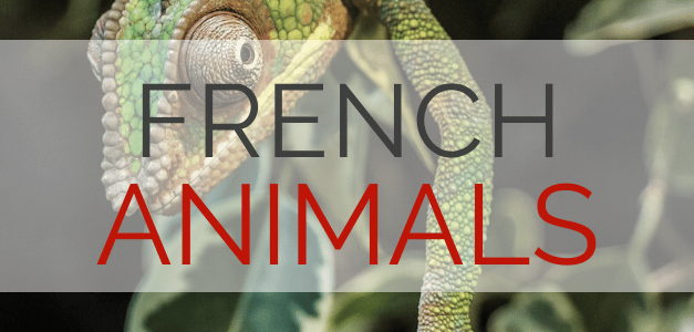 French Animals Vocabulary