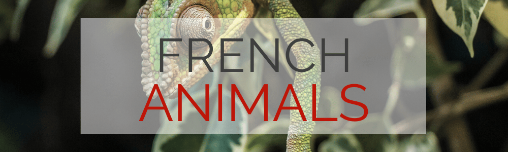 French Animals Vocabulary | The French Post